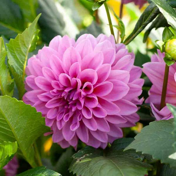 Bulbes à fleurs à planter au printemps - Dahlia Décoratif Lucky Number (x1) - face recto